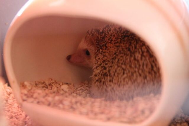 ☆猫のシーナさん、お母さん、ナルト君、ハリネズミのポッキー君☆横浜市 金沢区 栄区 港南区 磯子区のペットシッター 猫のお世話☆