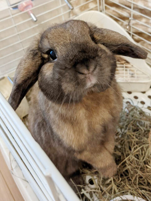 ☆ホーランドロップのドン君☆金沢区 うさぎのお世話☆