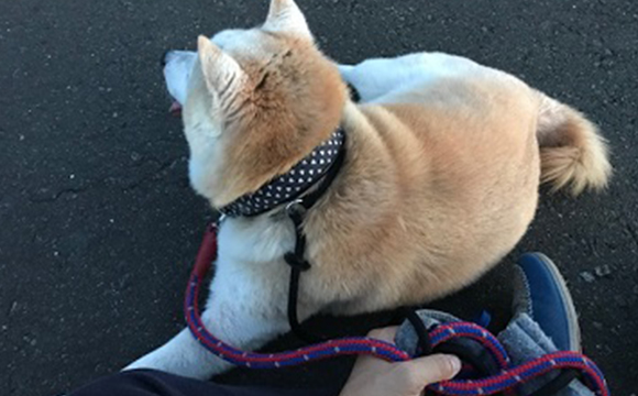 W様、柴犬のコロ君、散歩代行