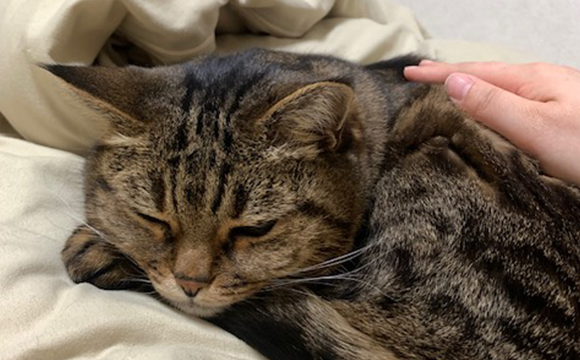 T様、マンチカンのルウちゃん、通常コース