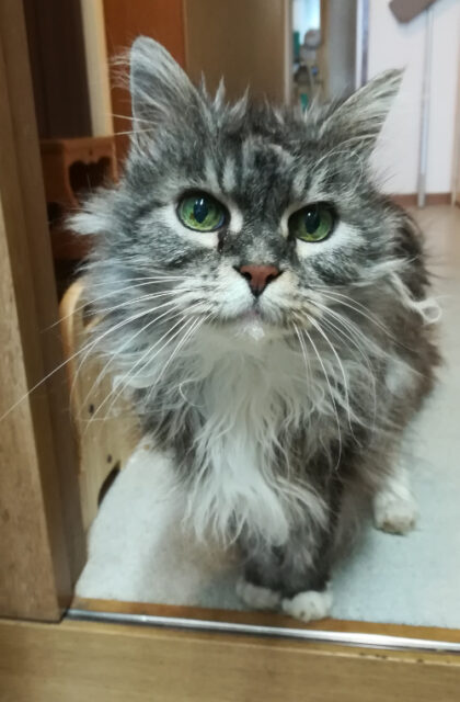 ☆金沢区のメインクーンのリリィちゃん、スコティッシュフォールドの空君、なつ君☆金沢区 港南区 栄区 ペットシッター 猫のお世話☆