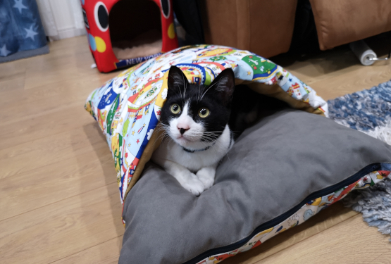 ペットシッターはっちのしっぽについて