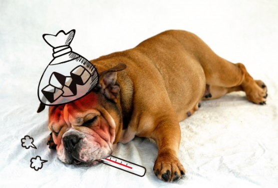 緊急の際は動物病院へ