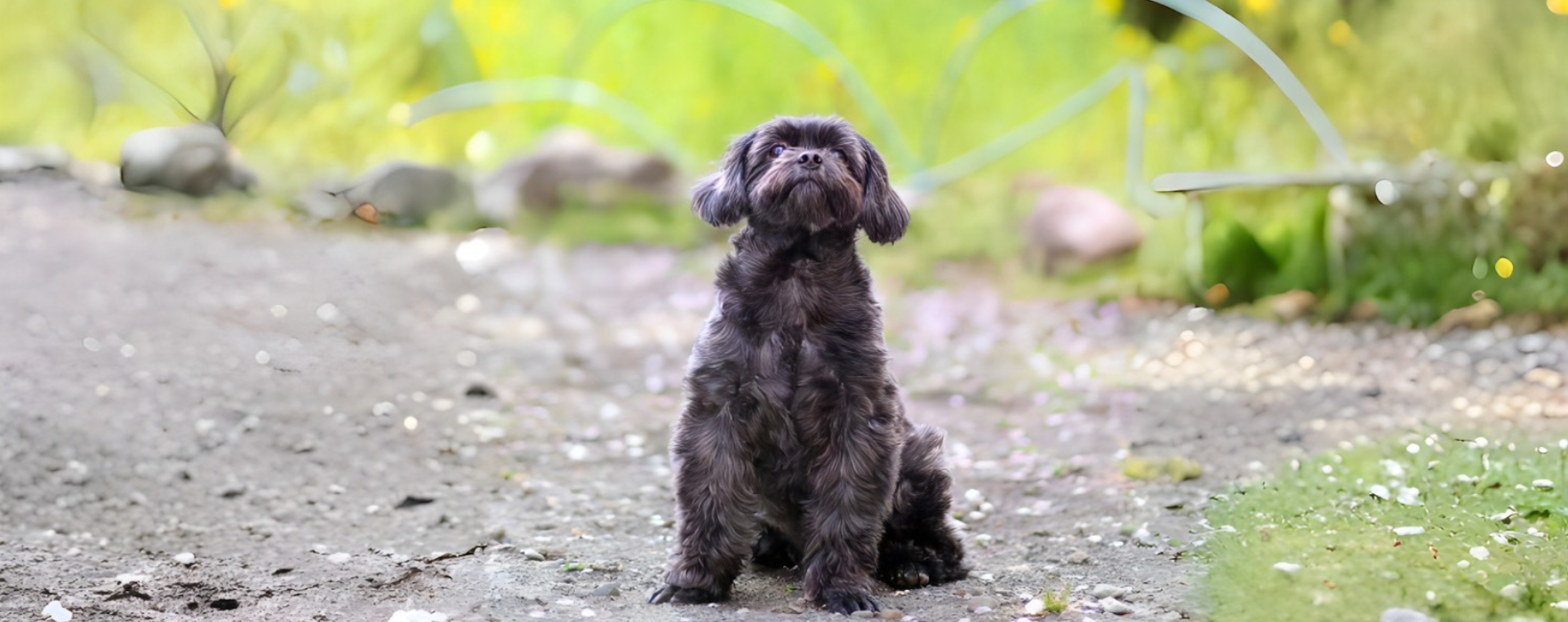 ペットシッターTANTAN