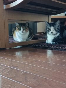 逗子の仲良し猫ちゃん💛