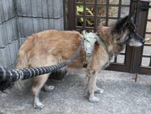 葉山のミックス犬の男の子🩵