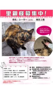 さび猫ちゃんの里親さんを募集しています