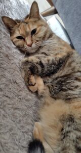 「芦屋市」まりちゃん＆あんちゃん＆キキちゃん(*´∀｀)