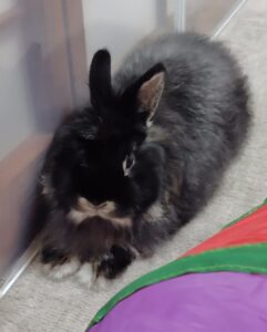 「尼崎市」うにくん(*´ω｀*)