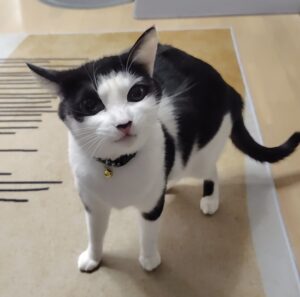 「尼崎市」光ちゃん萌香ちゃん伊織くん(*^^*)