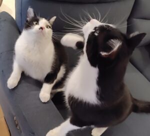 「尼崎市」とらくんこいくん(*^^*)