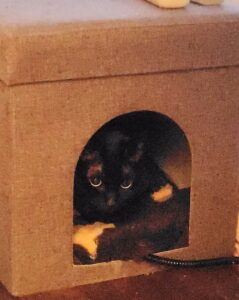 「尼崎市」みぃちゃん(*^^*)