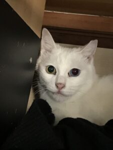 ペットシッター　茨木市　猫のココちゃん