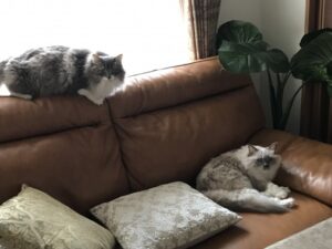 ペットシッター　吹田市　猫の茶茶ちゃんとギガちゃん