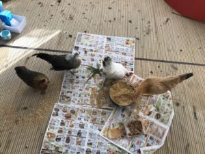 ペットシッター　箕面市　鶏ちゃん