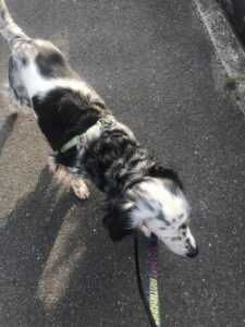 ペットシッター　箕面　イングリッシュセッター