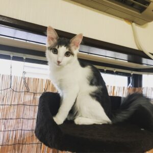 ペットホテル　猫のモモちゃん