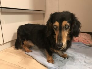 ペットシッター　豊中　ダックスフンド