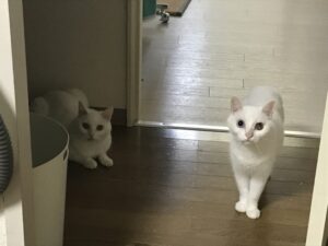 ペットシッター　箕面　白猫