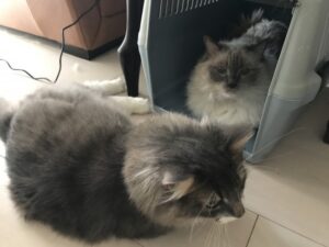 ペットシッター　吹田市　猫の茶茶ちゃんとギガちゃん