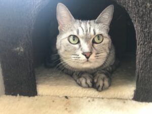 ペットホテル　猫　マカロンちゃん