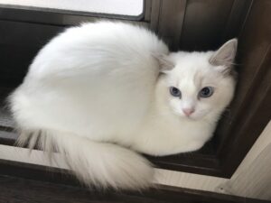 ペットホテル　猫　ラグドール　ラオンちゃん