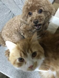 ペットホテル　犬　トイプードル　ローズちゃん　猫　スコティッシュ　ティノくん　
