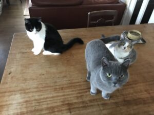 ペットシッター　箕面市　猫ちゃん