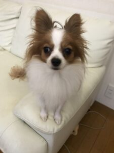 ペットシッター　箕面市　わんことにゃんこ