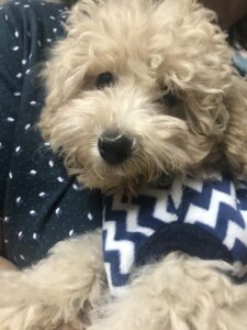 ペットホテル　犬　トイプードル　シロくん