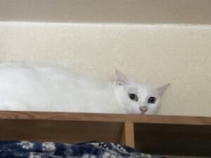 ペットシッター　茨木市　白猫　ココちゃんとペペくん