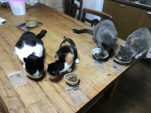 ペットシッター　箕面市　猫ちゃんたち