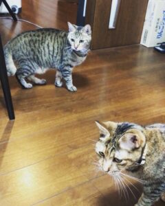 ペットシッター 豊中市 キジ猫 ショコラちゃんとマーブルちゃん