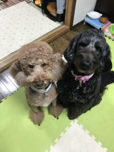 ペットホテル 犬 スタンダードプードルのギフトくんとオーストラリアンラブラドールのアビーちゃん