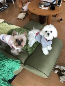 ペットシッター　茨木市　マルチーズのキャンディくんとヨークシャーテリアのルンルンくん