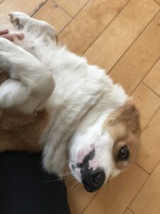 ペットシッター　箕面市　犬　コーギー　リロくん