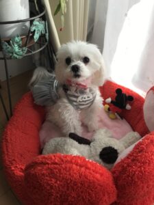 ペットシッター 茨木市 マルチーズのキャンディくんとヨークシャーテリアのルンルンくん