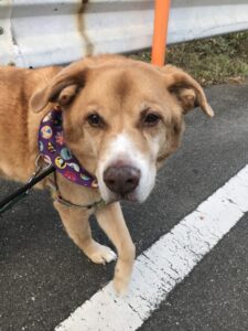 ペットシッター　箕面市　犬のリキくんと猫のひかりまるくんとまるこちゃん