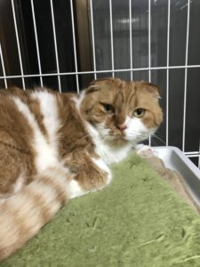 ペットホテル 猫 スコティッシュ こまちゃん