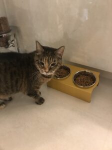 ペットシッター　豊中市　猫　キジ猫・サビ猫　リリーちゃんとマーブルちゃん