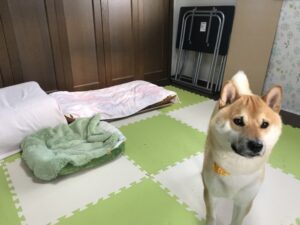 ペットホテル　柴犬　きなこくん