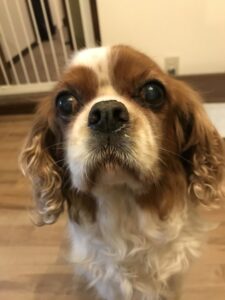 ペットシッター 箕面市 キャバリアのJくんと猫のすももちゃん