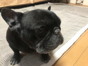 ペットシッター　箕面市　フレンチブルドッグのボンボンくん