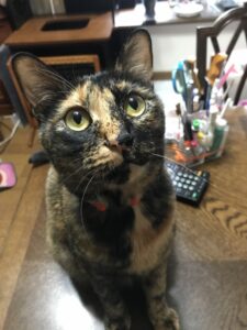 ペットシッター　箕面市　サビ猫　こはるちゃん
