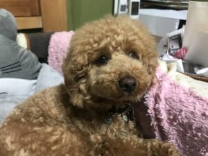 ペットホテル　トイプードル　リアンくん