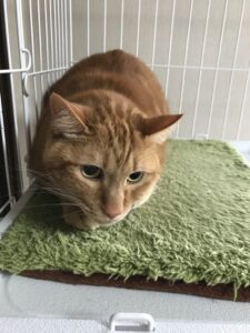 ペットホテル　猫　茶トラ　きなこくん