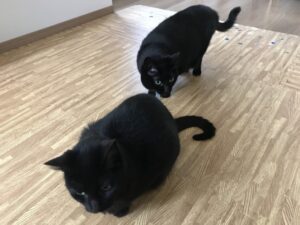 ペットシッター　茨木市　黒猫　ミロちゃんとハチくん