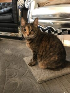 ペットシッター　豊中市　キジ猫　リリーちゃんとサビ猫　マーブルちゃん