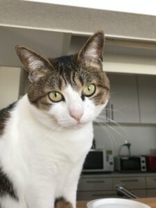 ペットシッター　箕面市　猫ちゃん６匹