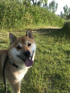 お散歩代行　吹田市　柴犬　きなこくん